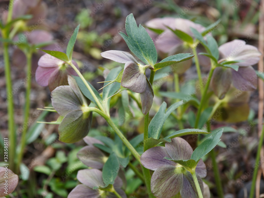 Obraz premium Hellébore pourpre (Helleborus purpurascens)