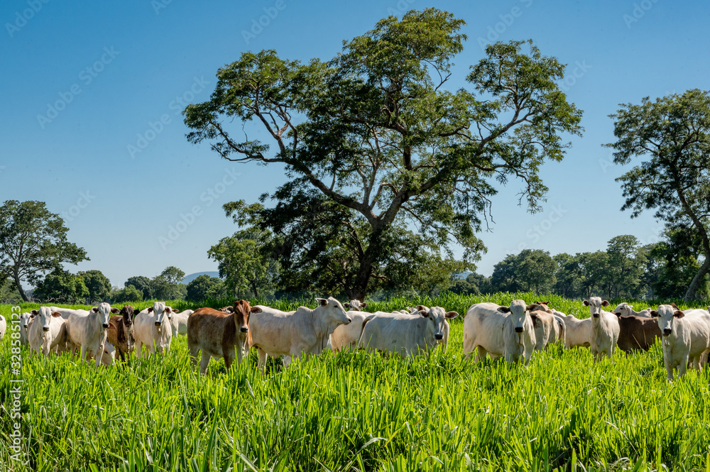 Obraz premium Pantanal cattle grazing in Brazilian livestock