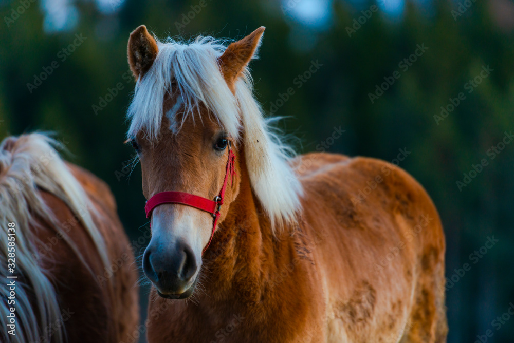 Obraz premium Beautiful horse