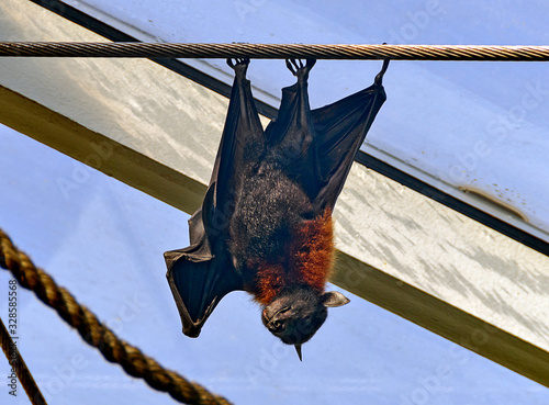 Indian flying fox photo