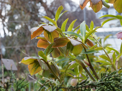 Hellébore pourpre (Helleborus purpurascens). Feuillage vert, brillant et lobées aux cymes de fleurs pendantes en coupe de couleur gris pourpré au rose foncé ombré de vert