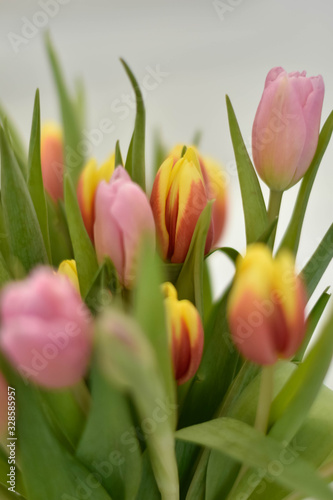 colorful tulips on white background