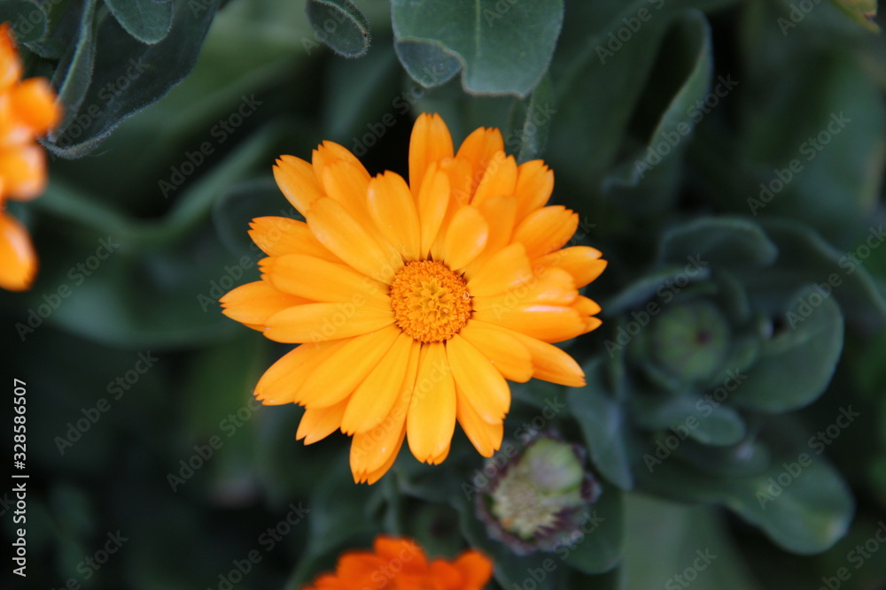Natural flowers of striking colors in the field. Macro flower with fresh light 