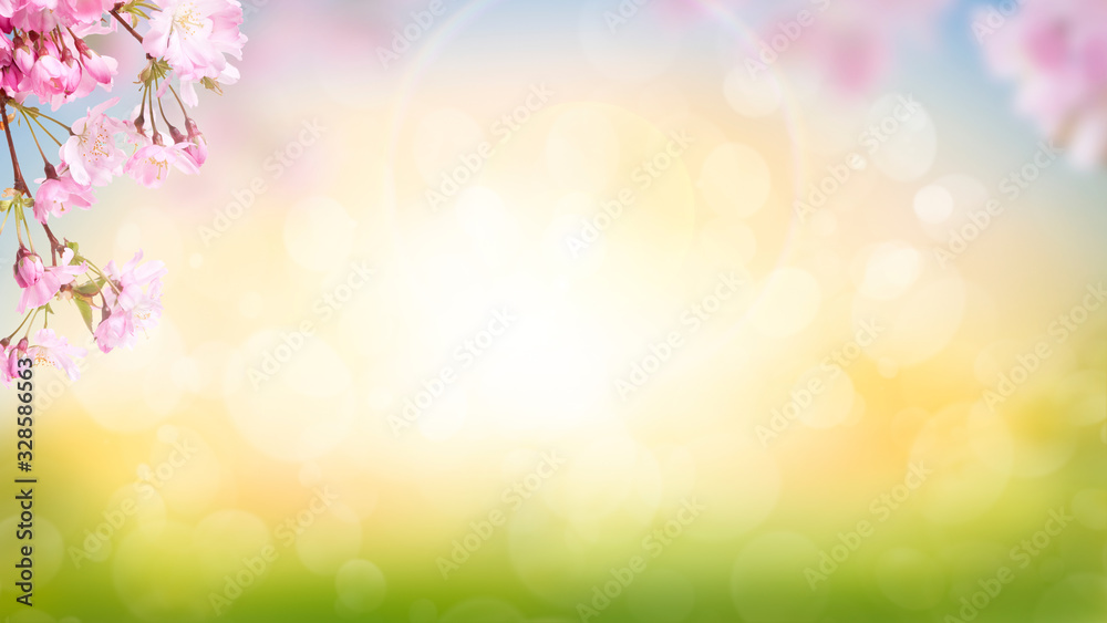 Pink cherry tree blossom flowers blooming in spring Easter sunrise for a Mothers Day background.