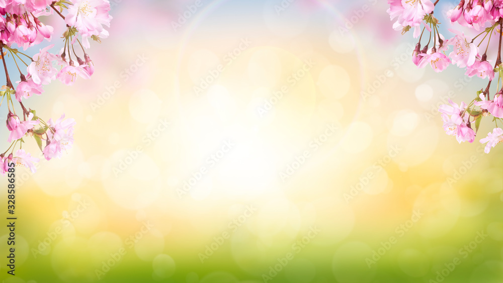 Pink cherry tree blossom flowers blooming in spring Easter sunrise for a Mothers Day background.