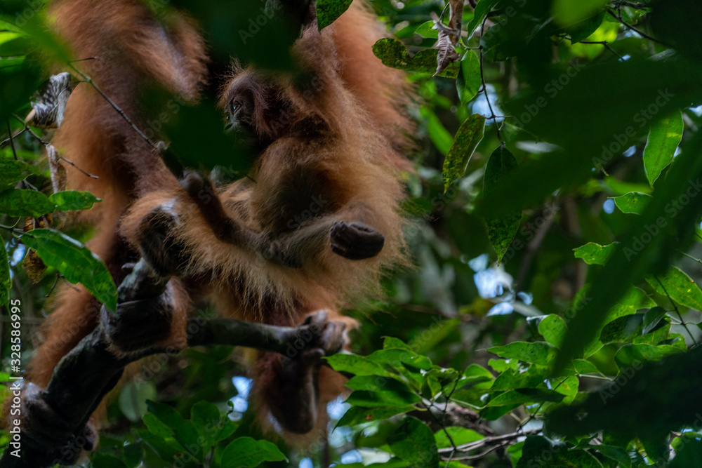 Obraz premium Orang Utans im Nationalpark Bukit Lawang/Sumatra