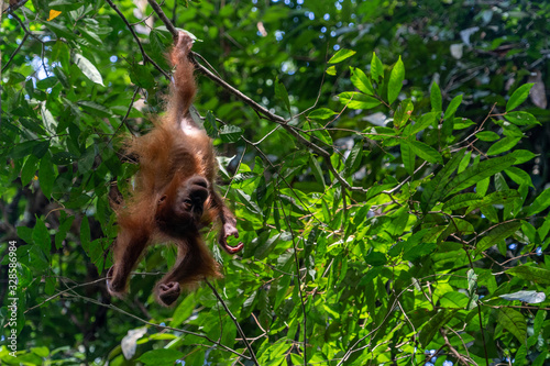 Orang Utans im Nationalpark Bukit Lawang/Sumatra photo