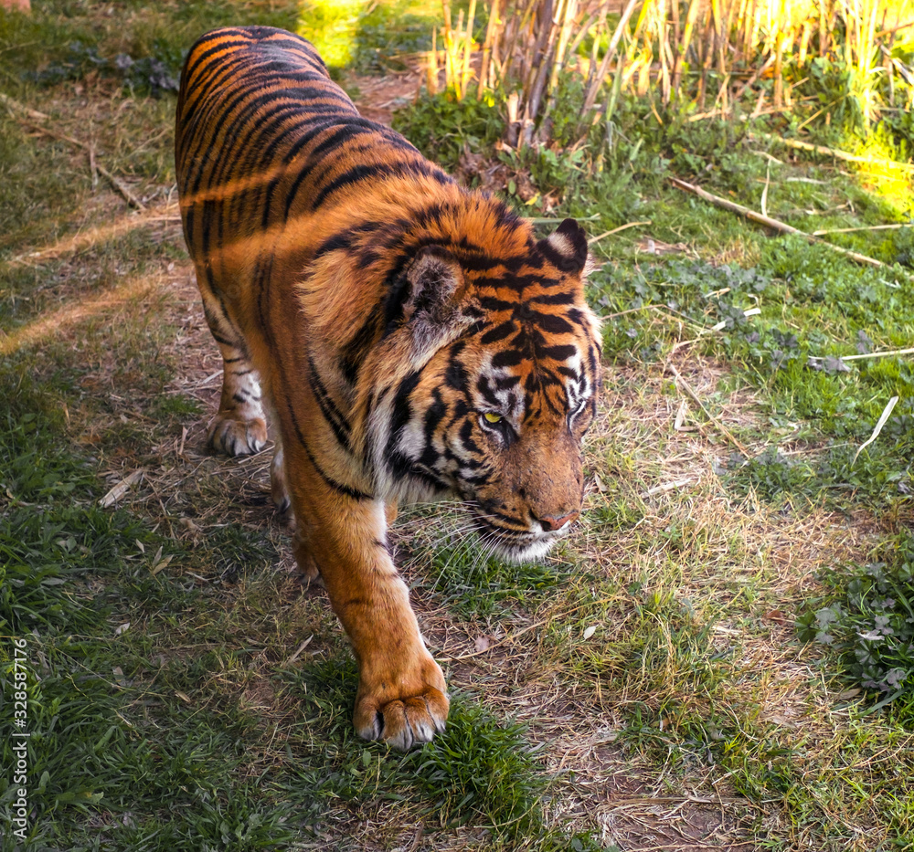 Obraz premium tiger walking in grass close view