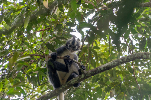 Affen im Nationalpark Bukit Lawang Sumatra