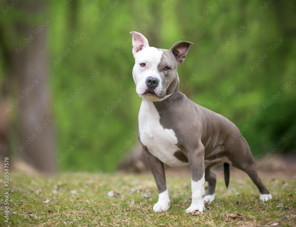 A gray and white Pit Bull Terrier mixed breed dog standing outdoors