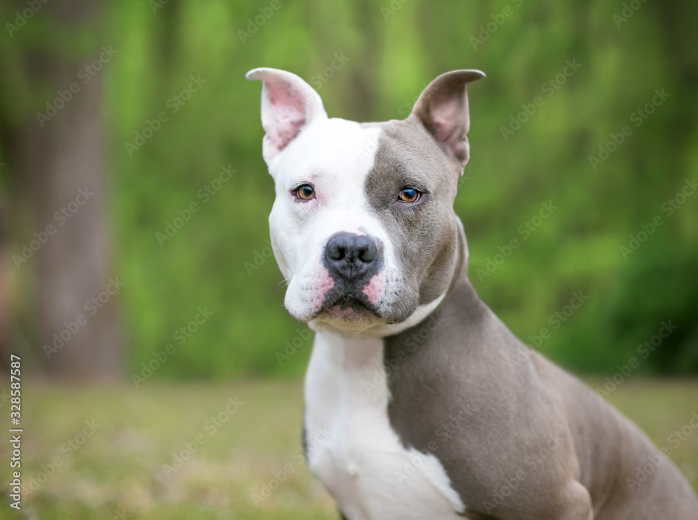 A gray and white Pit Bull Terrier mixed breed dog outdoors