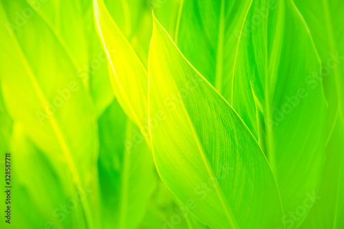 Soft blurred large green leafs in sunlight. Natural green abstact background concept