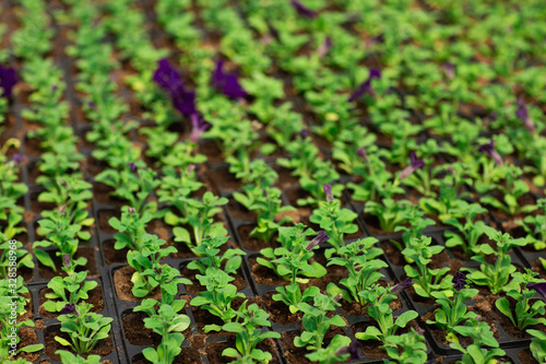 Rows of petunia flowers in pots, grown in a greenhouse. Plants are ready for export. Gardening and planting concept. Working in the garden