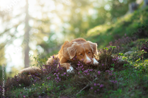 dog in heather colors. Portrait of a pet in nature. Nova Scotia Duck Tolling Retriever in the beautiful scenery. Animal in spring