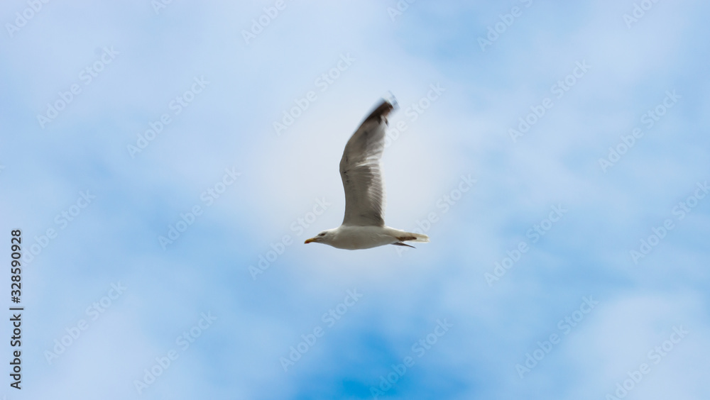 Fototapeta premium A seagull flying over the Cantabrian sea in a blue sunny day