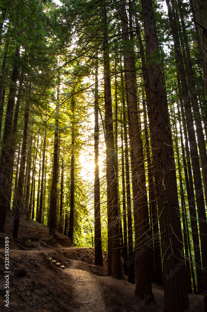 Pathway to the morning sun through a forest of redwoods in Cantabria Pathway to the morning sun through a forest of redwoods in Cantabria