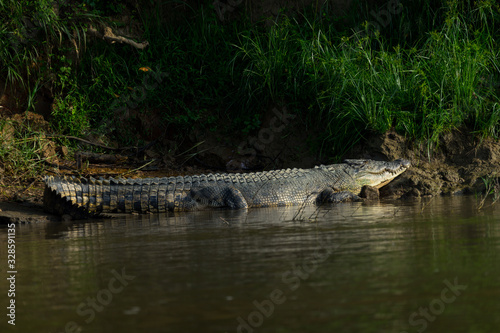 Leistenkrokodil (Crocodylus porosus). Unterwegs am Kinabatangan, Sabah, Borneo.