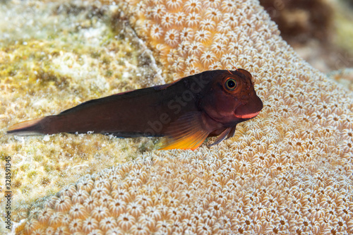 Redlip Blenny perched on a coral head - Bonaire photo
