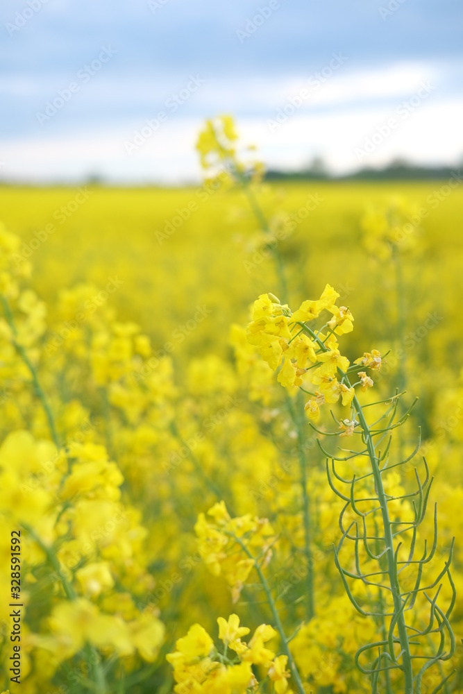Rapeseed field. Yellow flowers against the blue sky