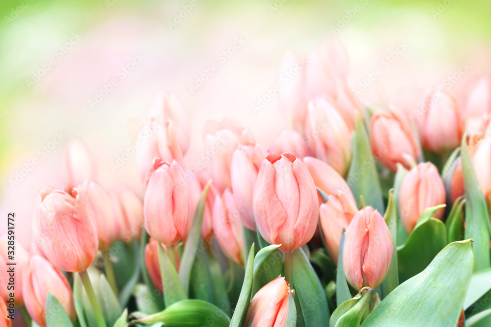 Fototapeta premium Spring blossoming tulips in garden, springtime pink flowers field background, pastel and soft floral card, selective focus, toned