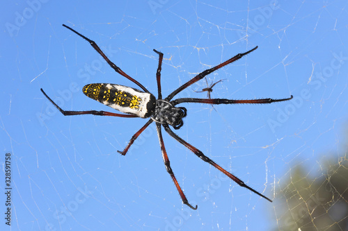 Red legged golden orb weaver spider female - Nephila inaurata madagascariensis, resting on her nest,clear blue sky background