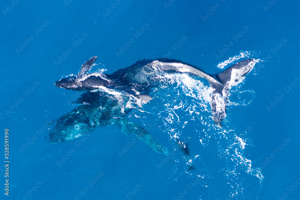 Obraz premium Humpback whales photographed with drone off the coast of Kapalua, Hawaii. Mother whale and her calf splash in the warm Pacific waters as two dolphins join in on then fun. 