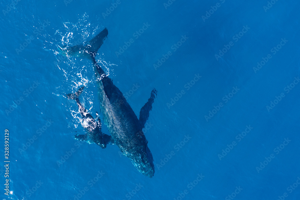 Fototapeta premium Humpback whales photographed with drone off the coast of Kapalua, Hawaii. Mother whale and her calf splash in the warm Pacific waters as two dolphins join in on then fun.