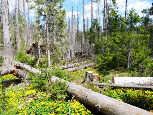 Forest parasitized attacked by bark beetle