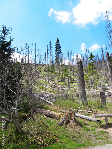 Forest parasitized attacked by bark beetle