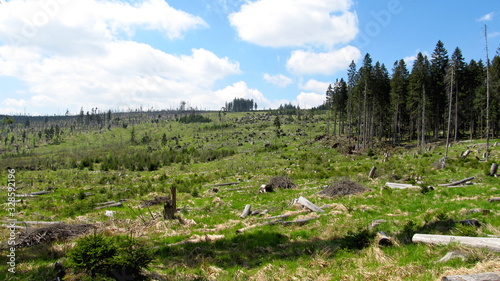 Tableau sur toile Forest parasitized attacked by bark beetle