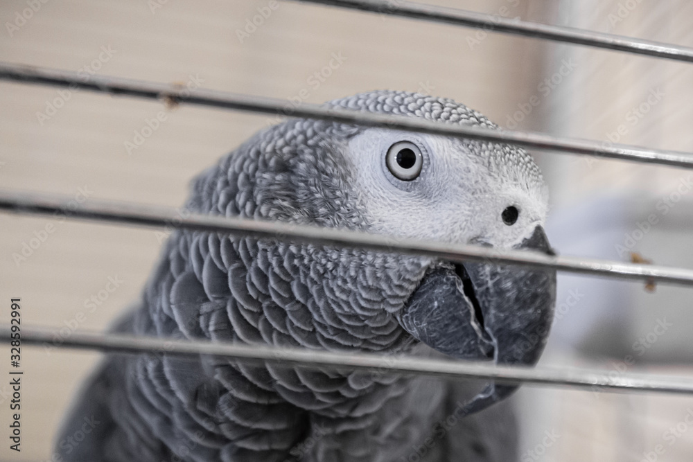 Fototapeta premium A red tailed grey parrot (Psittacus erithacus) in a cage looking curious straight at the camera