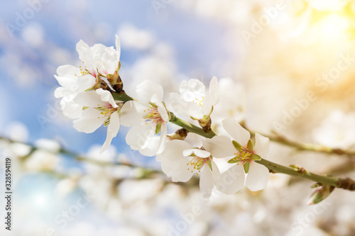Abstract blurred background Beautiful nature scene with flowering tree and sun flare Spring flower