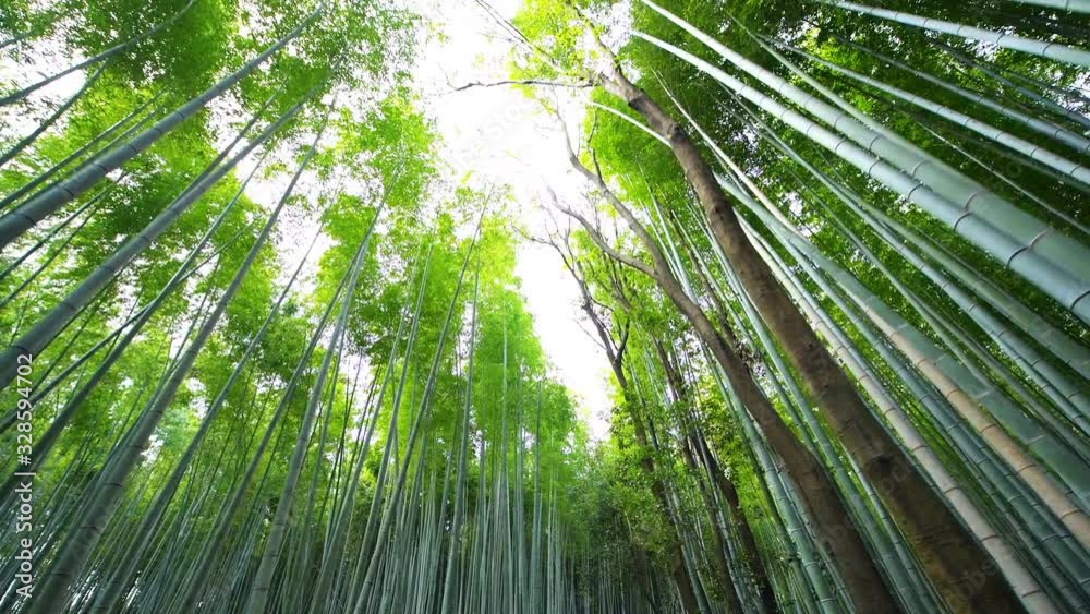 Kyoto, Japan low angle view looking up of Arashiyama bamboo forest grove canopy park pattern of many plants on spring day with green foliage color panning roll Kyoto, Japan low angle view looking up of Arashiyama bamboo forest grove canopy park pattern of many plants on spring day with green foliage color panning roll