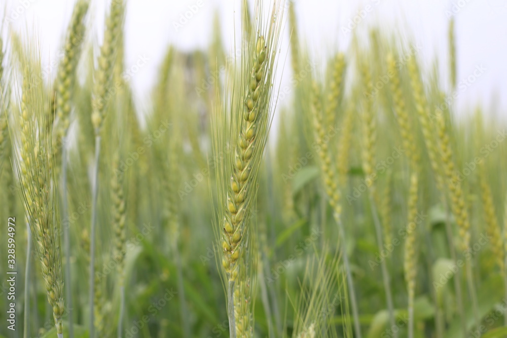 Young wheat growing in the field rows