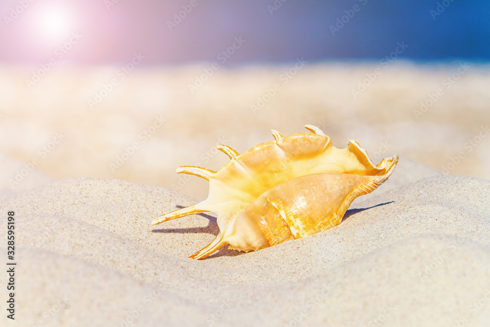 Seascape tropical beach background, waves of sand and seashell close-up. Summer vacation concept. Seascape tropical beach background, waves of sand and seashell close-up. Summer vacation concept.