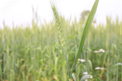 Beautiful Green Young Wheat Field