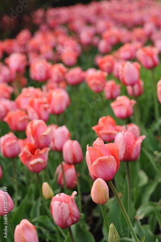 Many pink tulips in the flowerbed