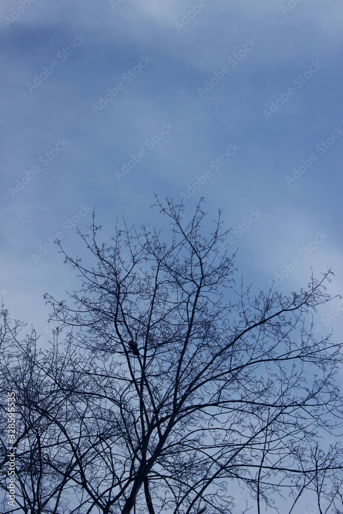 Tree branches against the blue sky. Abstract nature background, space for text. Tree branches against the blue sky. Abstract nature background, space for text.
