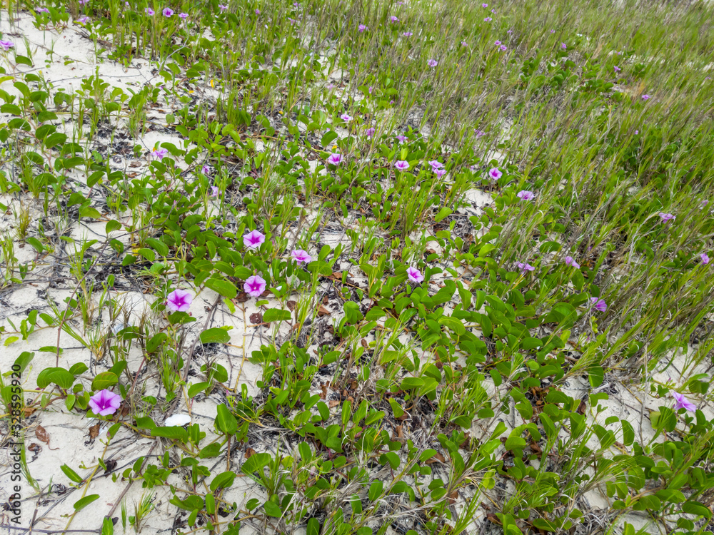 Restinga area in Itacoatiara with pink flowers called Ipomea is found in restinga ecosystems, on the most preserved beaches in Brazil.