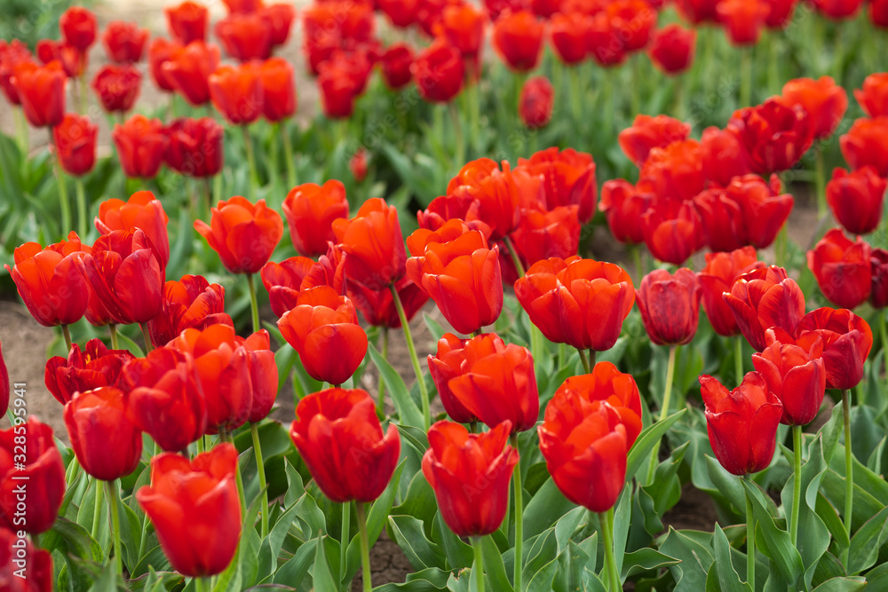 Colorful field of tulips