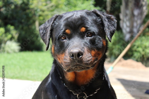 The beautiful Rottweiler