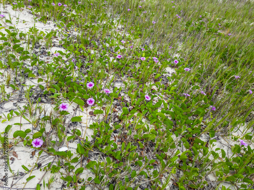 Restinga area in Itacoatiara with pink flowers called Ipomea is found in restinga ecosystems, on the most preserved beaches in Brazil. photo