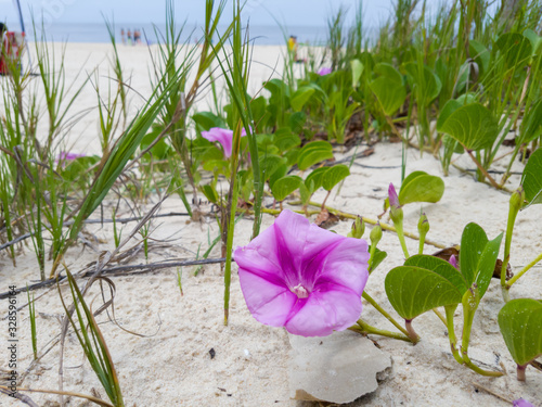 Restinga area in Itacoatiara with pink flowers called Ipomea is found in restinga ecosystems, on the most preserved beaches in Brazil. photo