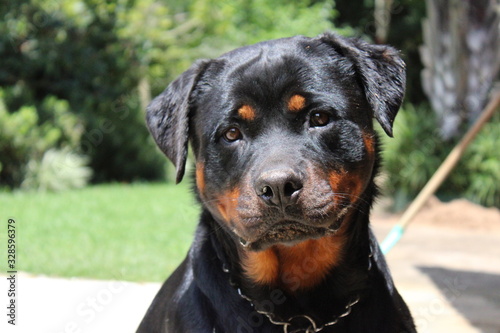 portrait of a dog