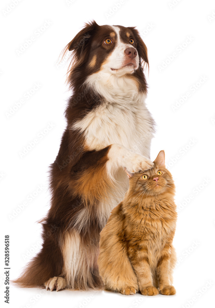 Cat and dog isolated on white background
