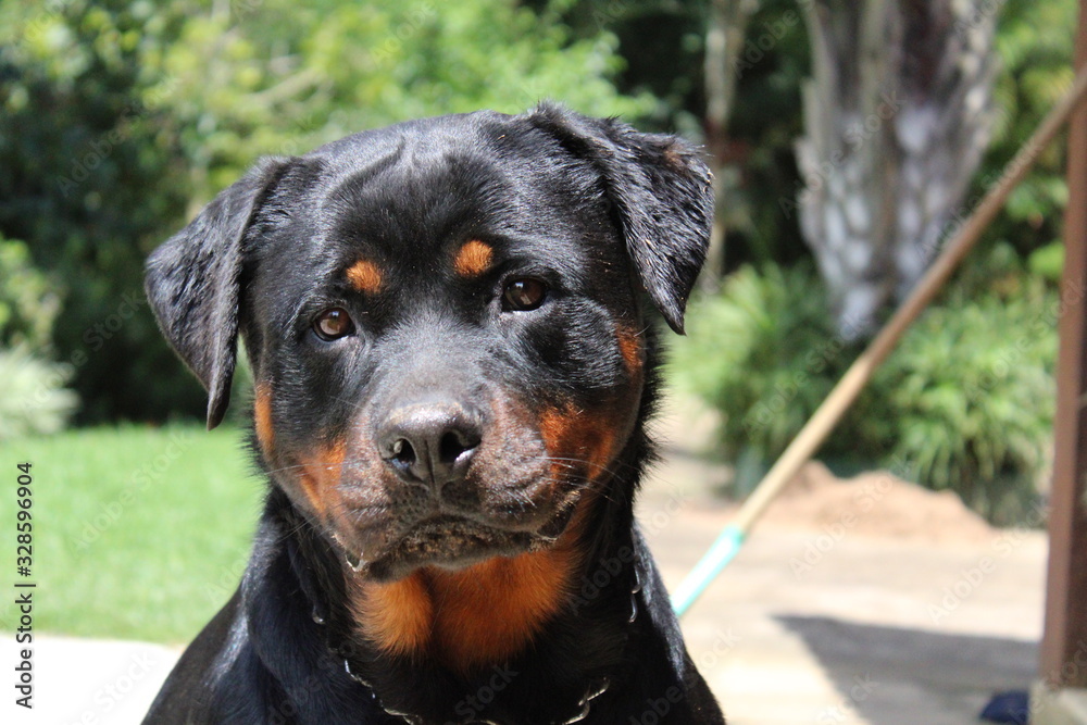 portrait of rottweiler portrait of rottweiler