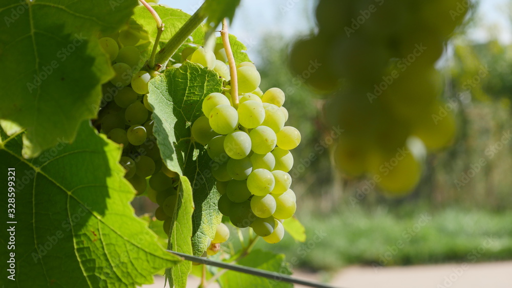 erste Trauben im Jahr - Silvaner - Weinlese in der Pfalz 