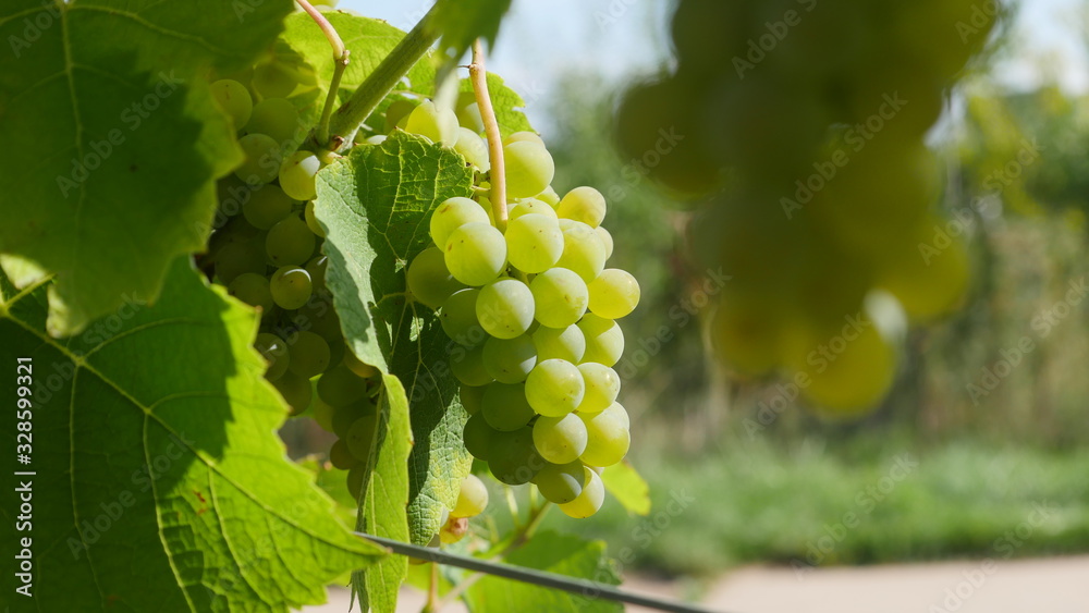custom made wallpaper toronto digitalerste Trauben im Jahr - Silvaner - Weinlese in der Pfalz