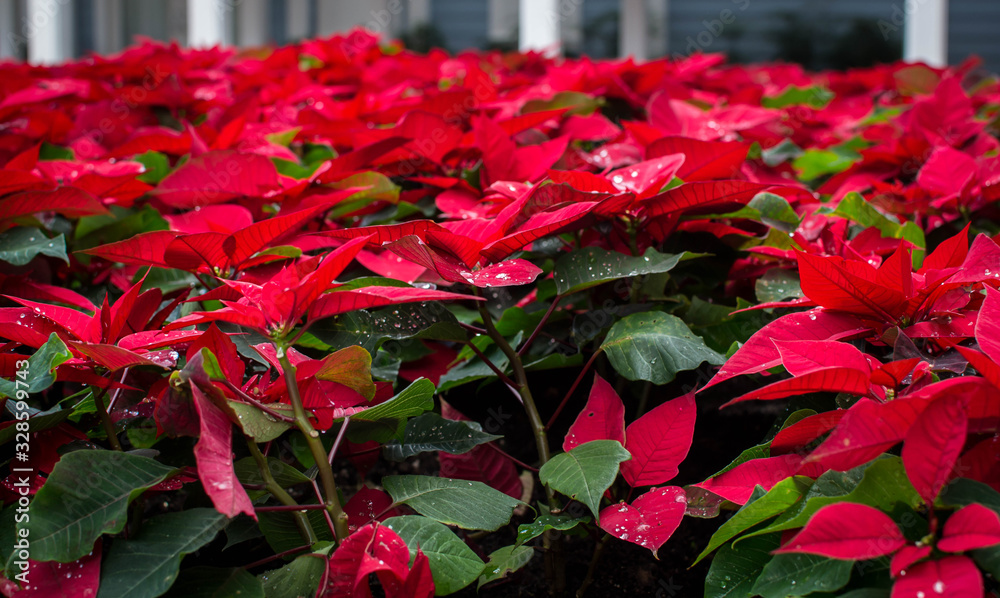 A bunch of vibrant red poinsettias