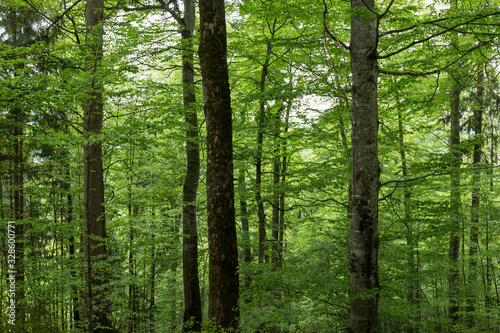 landscape of a dense and lush forest of an intense green